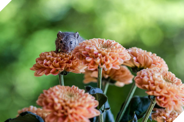 Hey There, I'm Fridolin