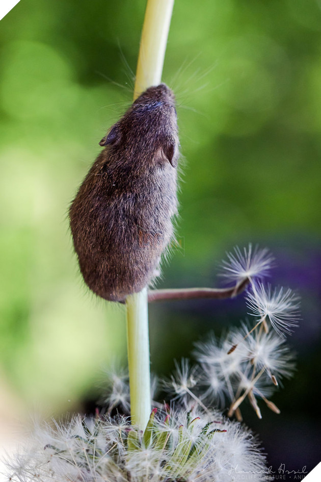 Flowers For Everyone!