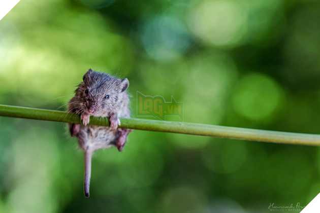 I Need More Muscles!