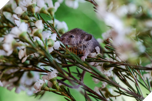 Again A Tired Little Fridolin