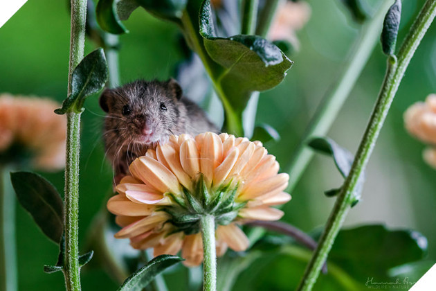 Mommy, Where Is My Milk?