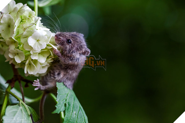 Let's Discover This Flower