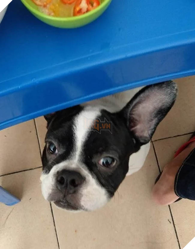 Best “Ăn xin” đẳng cấp của năm: Ở nhà lầu xe hơi vẫn lừa được thanh niên mua cho 20k thịt vịt 4