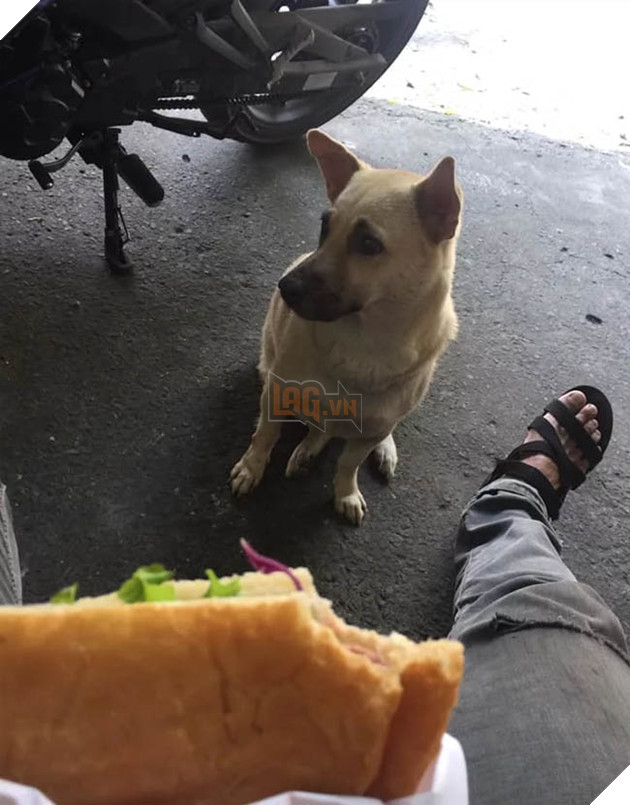 Best “Ăn xin” đẳng cấp của năm: Ở nhà lầu xe hơi vẫn lừa được thanh niên mua cho 20k thịt vịt 5