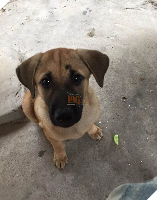 Best “Ăn xin” đẳng cấp của năm: Ở nhà lầu xe hơi vẫn lừa được thanh niên mua cho 20k thịt vịt 6