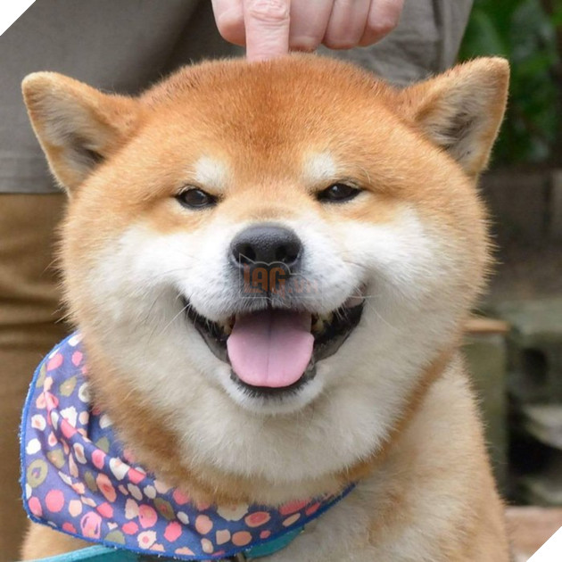 Gặp gỡ chú chó shiba có bộ mặt diễn sâu nhất quả đất - Ảnh 1.