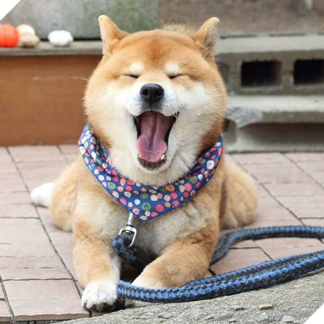 Gặp gỡ chú chó shiba có bộ mặt diễn sâu nhất quả đất - Ảnh 3.