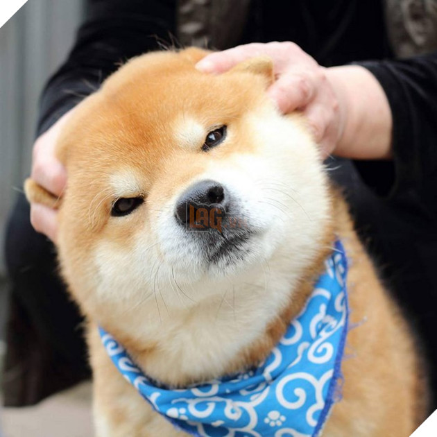 Gặp gỡ chú chó shiba có bộ mặt diễn sâu nhất quả đất - Ảnh 7.