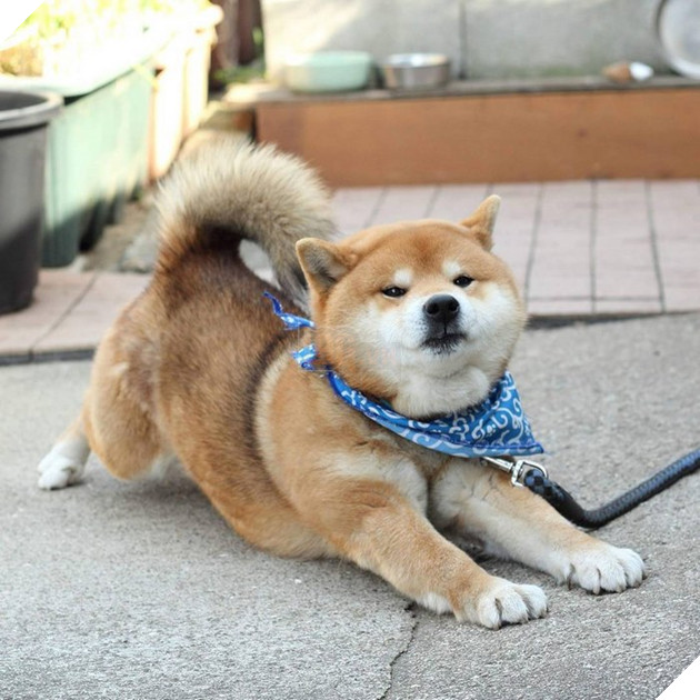 Gặp gỡ chú chó shiba có bộ mặt diễn sâu nhất quả đất - Ảnh 9.