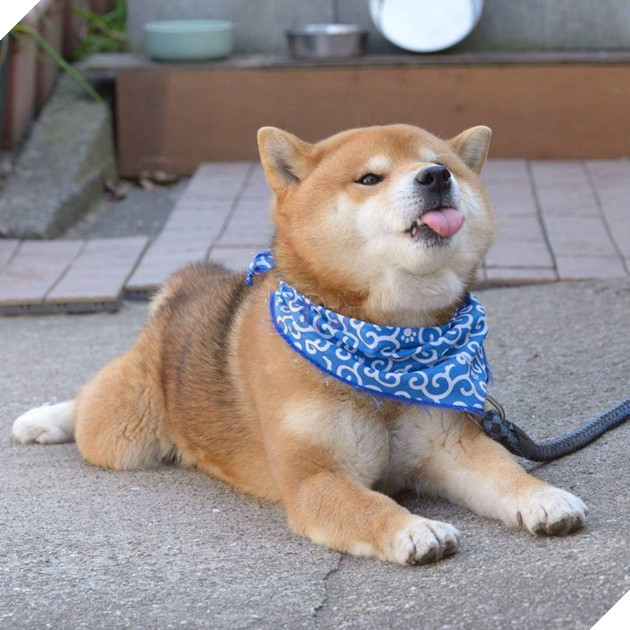 Gặp gỡ chú chó shiba có bộ mặt diễn sâu nhất quả đất - Ảnh 13.