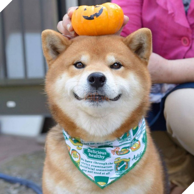 Gặp gỡ chú chó shiba có bộ mặt diễn sâu nhất quả đất - Ảnh 17.