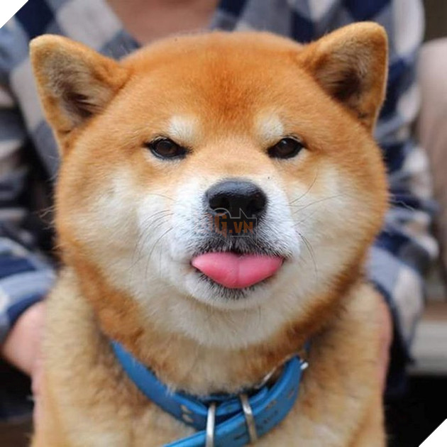 Gặp gỡ chú chó shiba có bộ mặt diễn sâu nhất quả đất - Ảnh 19.