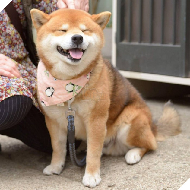 Gặp gỡ chú chó shiba có bộ mặt diễn sâu nhất quả đất - Ảnh 21.