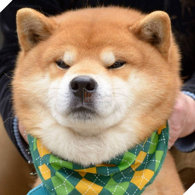 Gặp gỡ chú chó shiba có bộ mặt diễn sâu nhất quả đất - Ảnh 23.