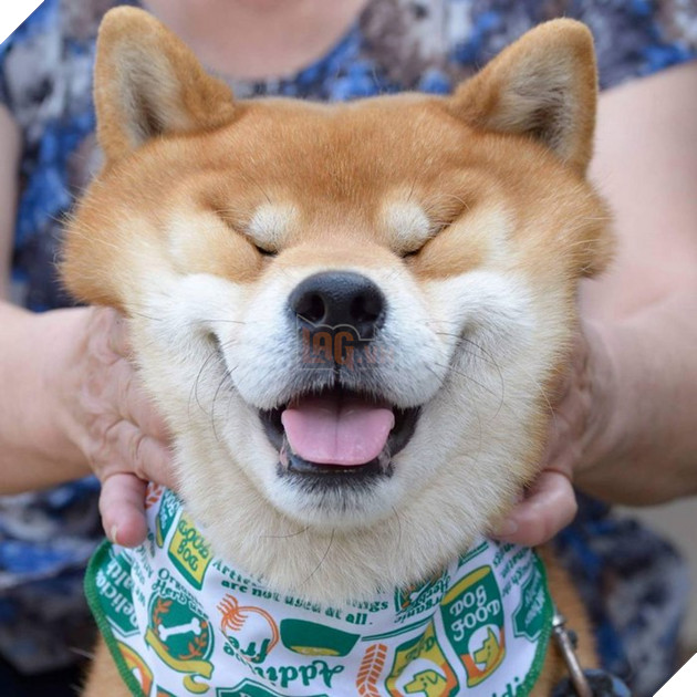 Gặp gỡ chú chó shiba có bộ mặt diễn sâu nhất quả đất - Ảnh 25.