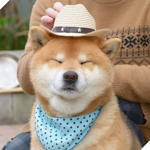 Gặp gỡ chú chó shiba có bộ mặt diễn sâu nhất quả đất - Ảnh 29.