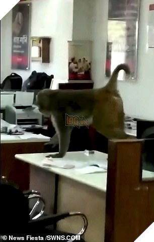 Rảnh rỗi sinh nông nổi, mỹ hầu vương lang thang vào ngân hàng bắt giữ nhân viên làm con tin, còn trèo lên đầu lên cổ nạn nhân - Ảnh 3.