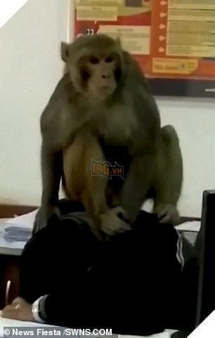 Rảnh rỗi sinh nông nổi, mỹ hầu vương lang thang vào ngân hàng bắt giữ nhân viên làm con tin, còn trèo lên đầu lên cổ nạn nhân - Ảnh 4.