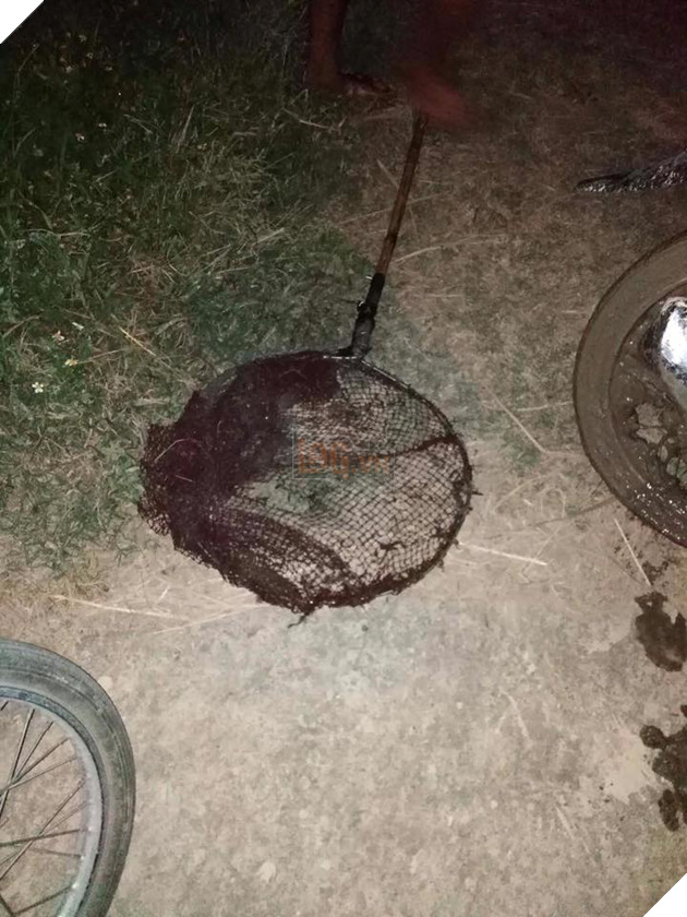 BẮT GIỮ 1 ĐỐI TƯỢNG CÂU TRỘM HÀNG LOẠT MÈO 3