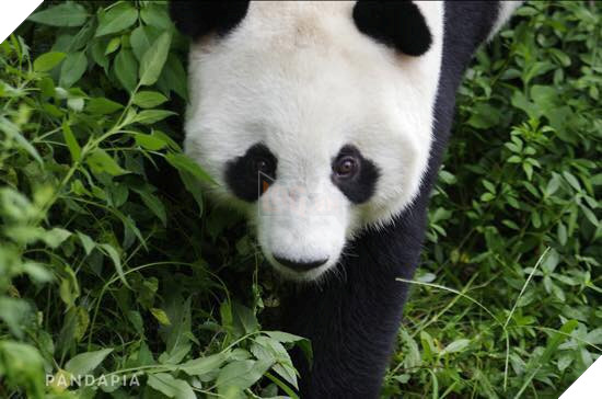 CHỊ GÁI GẤU TRÚC GIẢ VỜ CÓ THAI ĐỂ ĐƯỢC ĂN SUNG NGỦ SƯỚNG 2