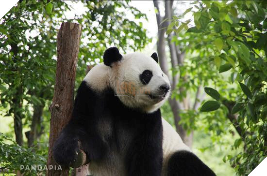 CHỊ GÁI GẤU TRÚC GIẢ VỜ CÓ THAI ĐỂ ĐƯỢC ĂN SUNG NGỦ SƯỚNG