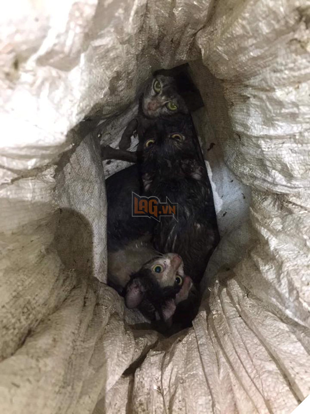 BẮT GIỮ 1 ĐỐI TƯỢNG CÂU TRỘM HÀNG LOẠT MÈO 2