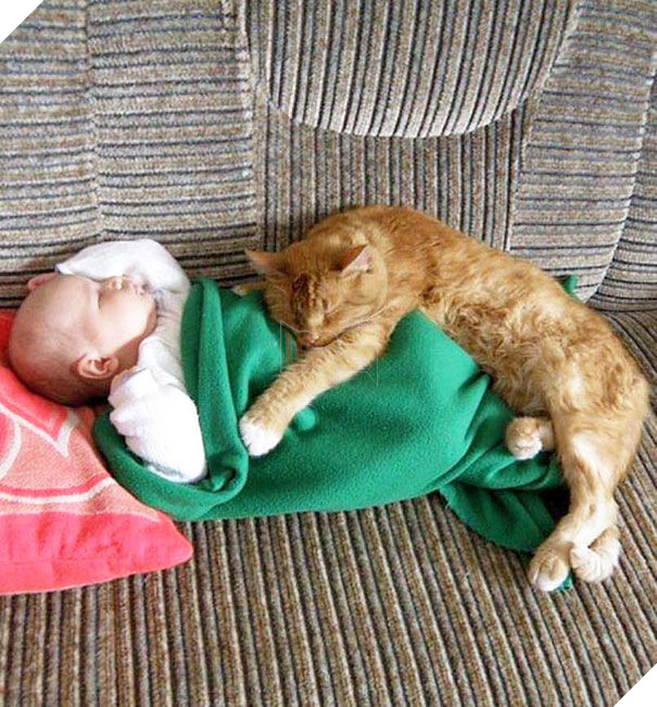  
Đến giấc ngủ cũng có mèo kề cạnh