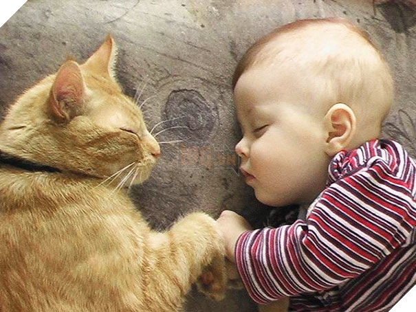  
Có mèo bên cạnh rồi, không ai có thể phá giấc ngủ của bạn đâu