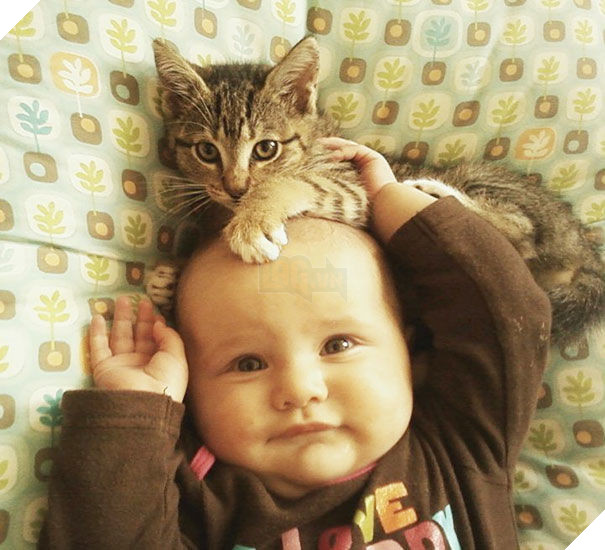  
Mèo sẽ là người bạn tuyệt vời của bé