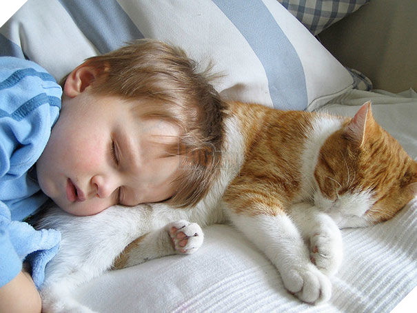  
Không cần dành tất cả sự chú ý cho chúng, mèo vẫn tự chăm sóc mình