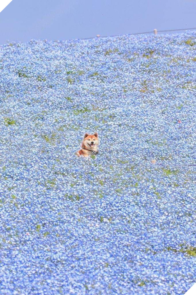 Tan chảy trước hình ảnh dễ thương của chú chó Shiba yêu hoa cỏ - Ảnh 1.