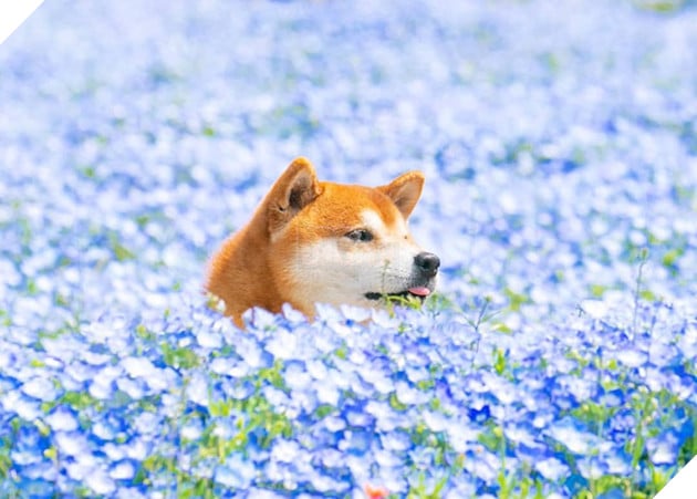 Tan chảy trước hình ảnh dễ thương của chú chó Shiba yêu hoa cỏ - Ảnh 2.
