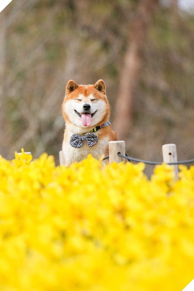 Tan chảy trước hình ảnh dễ thương của chú chó Shiba yêu hoa cỏ