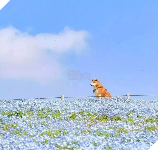 Tan chảy trước hình ảnh dễ thương của chú chó Shiba yêu hoa cỏ - Ảnh 13.