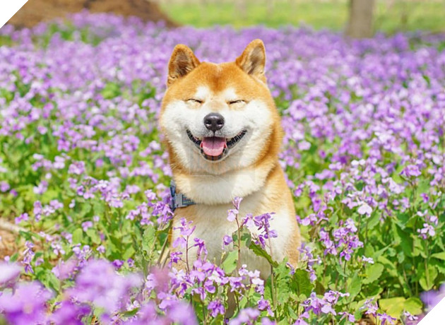 Tan chảy trước hình ảnh dễ thương của chú chó Shiba yêu hoa cỏ - Ảnh 14.