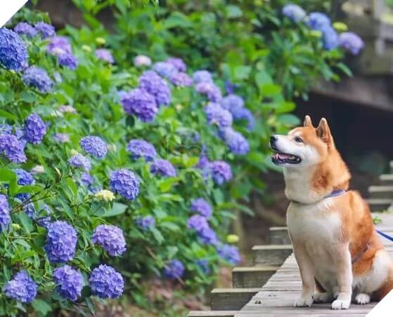 Tan chảy trước hình ảnh dễ thương của chú chó Shiba yêu hoa cỏ - Ảnh 15.