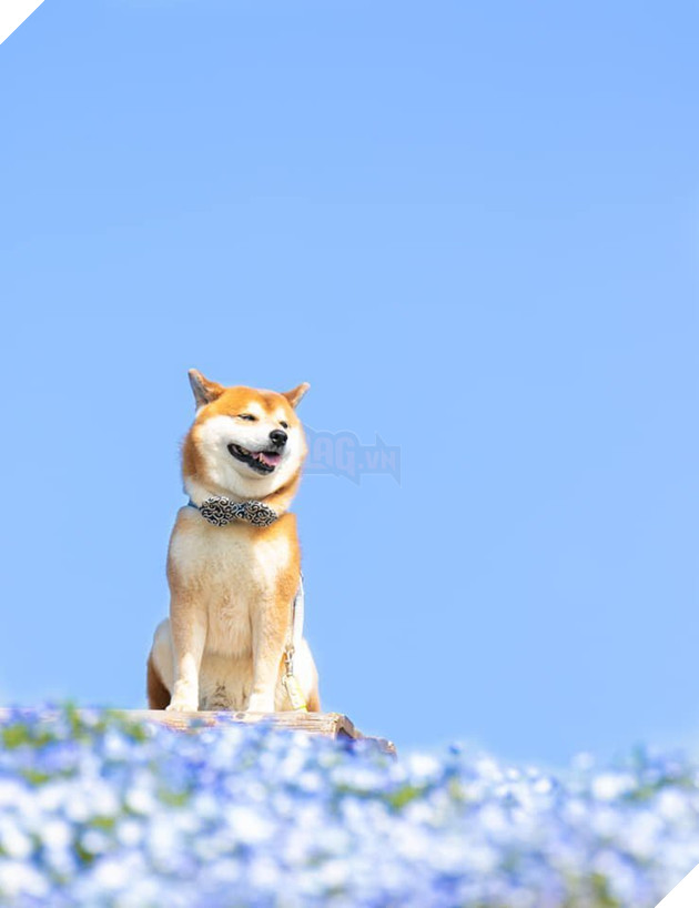 Tan chảy trước hình ảnh dễ thương của chú chó Shiba yêu hoa cỏ - Ảnh 3.