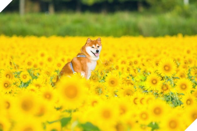Tan chảy trước hình ảnh dễ thương của chú chó Shiba yêu hoa cỏ - Ảnh 4.