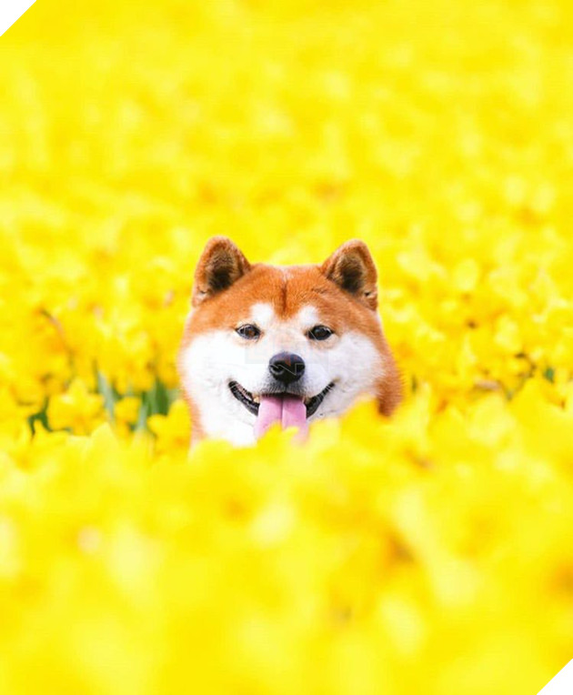 Tan chảy trước hình ảnh dễ thương của chú chó Shiba yêu hoa cỏ - Ảnh 5.