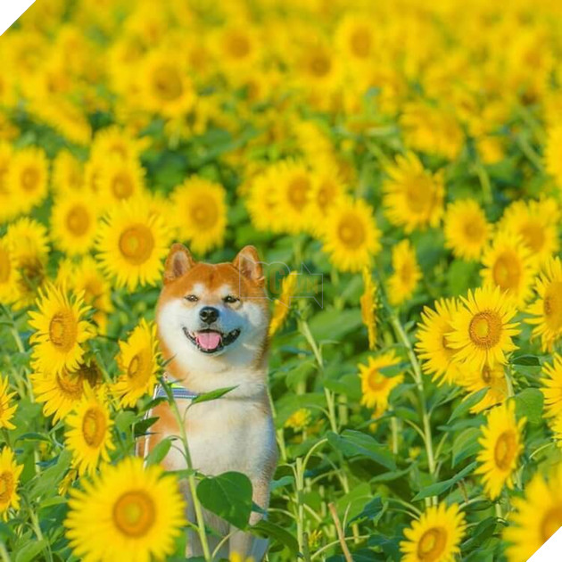 Tan chảy trước hình ảnh dễ thương của chú chó Shiba yêu hoa cỏ - Ảnh 6.
