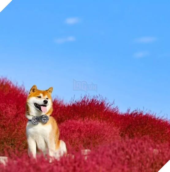 Tan chảy trước hình ảnh dễ thương của chú chó Shiba yêu hoa cỏ - Ảnh 7.