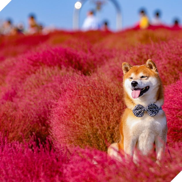 Tan chảy trước hình ảnh dễ thương của chú chó Shiba yêu hoa cỏ - Ảnh 8.