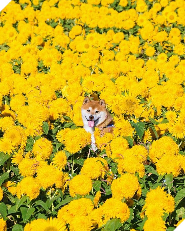 Tan chảy trước hình ảnh dễ thương của chú chó Shiba yêu hoa cỏ - Ảnh 9.
