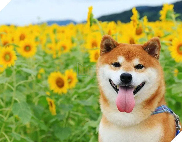 Tan chảy trước hình ảnh dễ thương của chú chó Shiba yêu hoa cỏ - Ảnh 10.