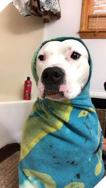 Cô chó Pit bull dũng cảm cứu chủ sau tai nạn xe hơi bất ngờ 4