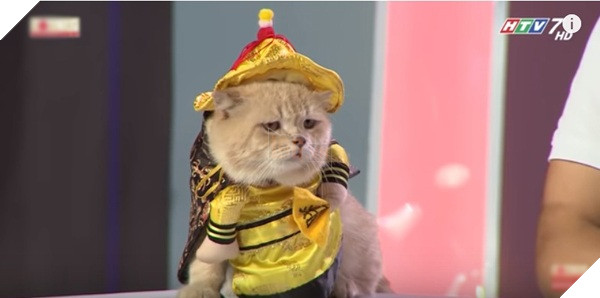Lâu lâu chơi lớn một lần, chú mèo hoàng thượng tên Chó lại khiến khán giả 'Người bí ẩn' trầm trồ 4