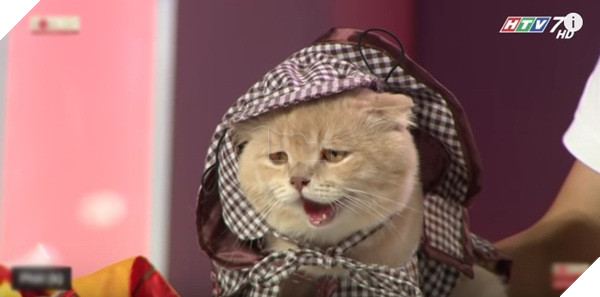 Chú mèo tên Chó với biểu cảm 'khó chịu' đã thành thương hiệu khiến cả giám khảo, khách mời lẫn khán giả trong trường quay đều phấn khích.