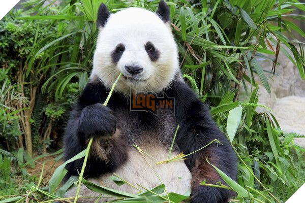 Giải oan cho chị gấu trúc giả có bầu để được ăn sung mặc sướng: Sự thật đáng buồn hơn bạn tưởng - Ảnh 2.