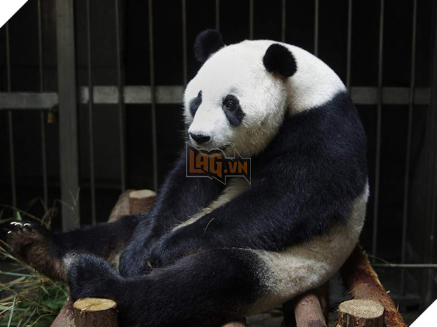 Giải oan cho chị gấu trúc giả có bầu để được ăn sung mặc sướng: Sự thật đáng buồn hơn bạn tưởng - Ảnh 1.