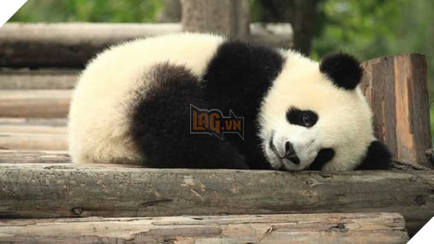 Giải oan cho chị gấu trúc giả có bầu để được ăn sung mặc sướng: Sự thật đáng buồn hơn bạn tưởng - Ảnh 3.